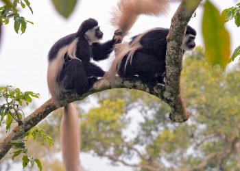 Colobus_guereza_Mantelaffen