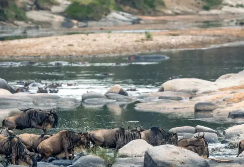 Great Migration in Serengeti