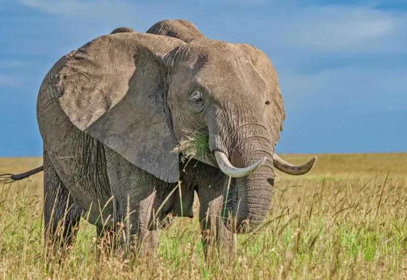 african-elephant-serengeti