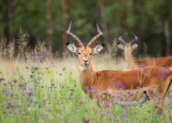 d971d60bd08fc117274d64513e51af9f64d2e51a